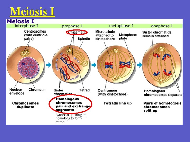 Meiosis I 