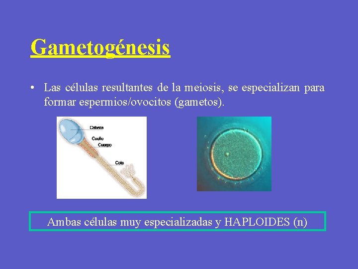 Gametogénesis • Las células resultantes de la meiosis, se especializan para formar espermios/ovocitos (gametos).