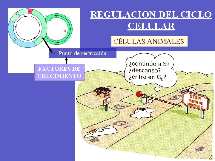 REGULACION DEL CICLO CELULAR CÉLULAS ANIMALES Punto de restricción FACTORES DE CRECIMIENTO 