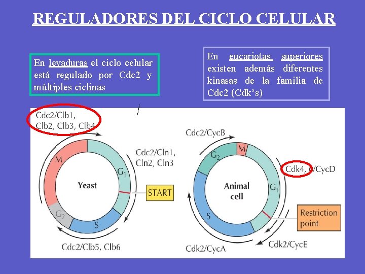 REGULADORES DEL CICLO CELULAR En levaduras el ciclo celular está regulado por Cdc 2