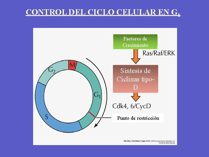 CONTROL DEL CICLO CELULAR EN G 1 Factores de Crecimiento Sintesis de Ciclinas tipo.