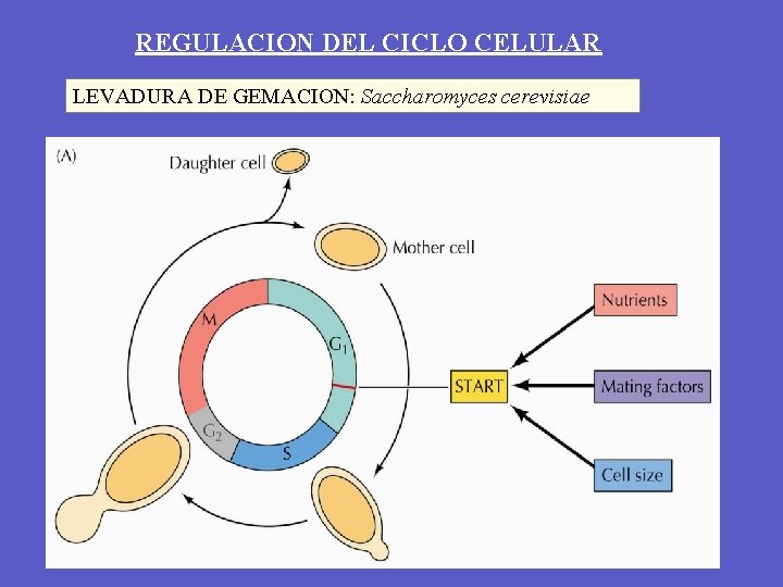 REGULACION DEL CICLO CELULAR LEVADURA DE GEMACION: Saccharomyces cerevisiae 