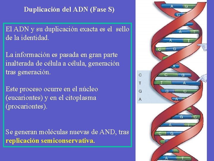 Duplicación del ADN (Fase S) El ADN y su duplicación exacta es el sello