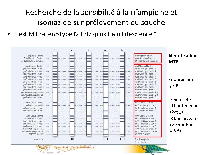 Recherche de la sensibilité à la rifampicine et isoniazide sur prélèvement ou souche 29/23