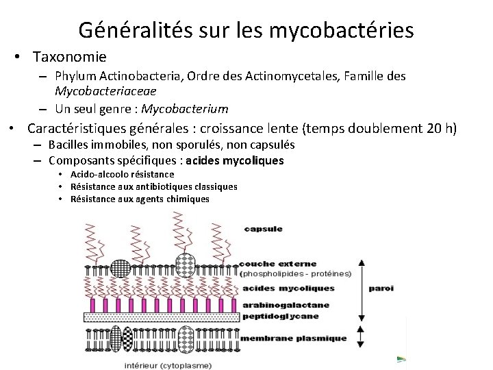 Généralités sur les mycobactéries 3/23 • Taxonomie – Phylum Actinobacteria, Ordre des Actinomycetales, Famille