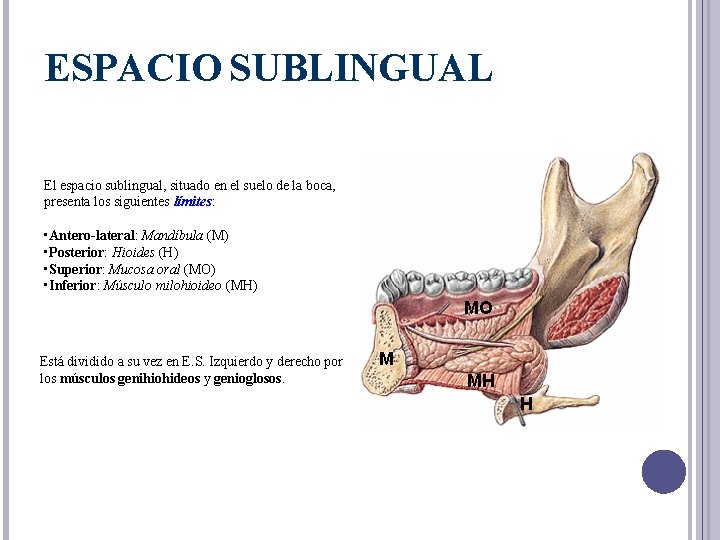 ESPACIO SUBLINGUAL El espacio sublingual, situado en el suelo de la boca, presenta los