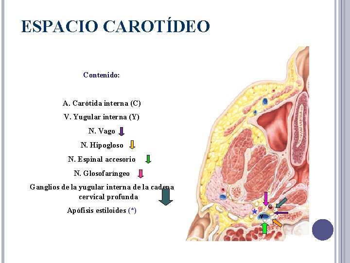 ESPACIO CAROTÍDEO Contenido: A. Carótida interna (C) V. Yugular interna (Y) N. Vago N.