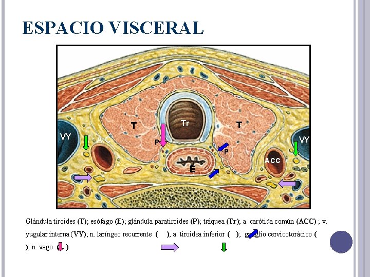 ESPACIO VISCERAL Tr T VY A. C T VY P P E ACC Glándula