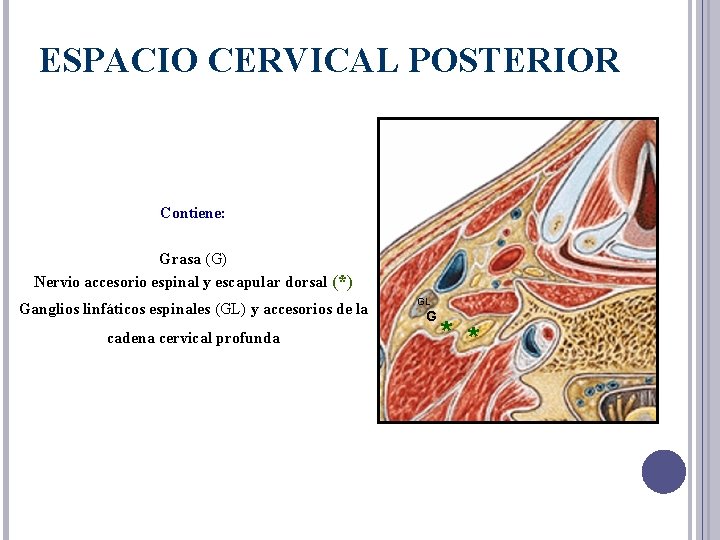 ESPACIO CERVICAL POSTERIOR Contiene: Grasa (G) Nervio accesorio espinal y escapular dorsal (*) Ganglios