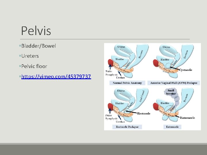 Pelvis §Bladder/Bowel §Ureters §Pelvic floor §https: //vimeo. com/45379737 Pelvis §Bladder/Bowel §Ureters §Pelvic floor §https: //vimeo. com/45379737