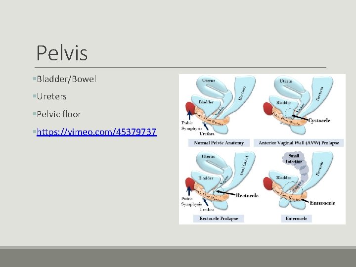 Pelvis §Bladder/Bowel §Ureters §Pelvic floor §https: //vimeo. com/45379737 