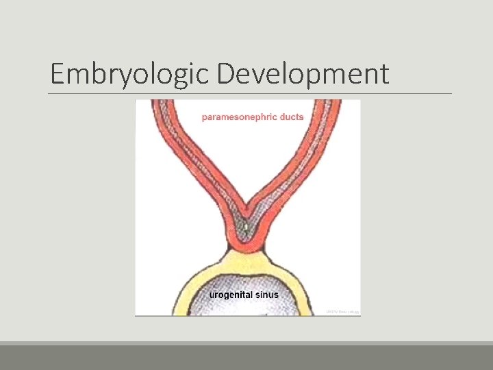Embryologic Development Embryologic Development