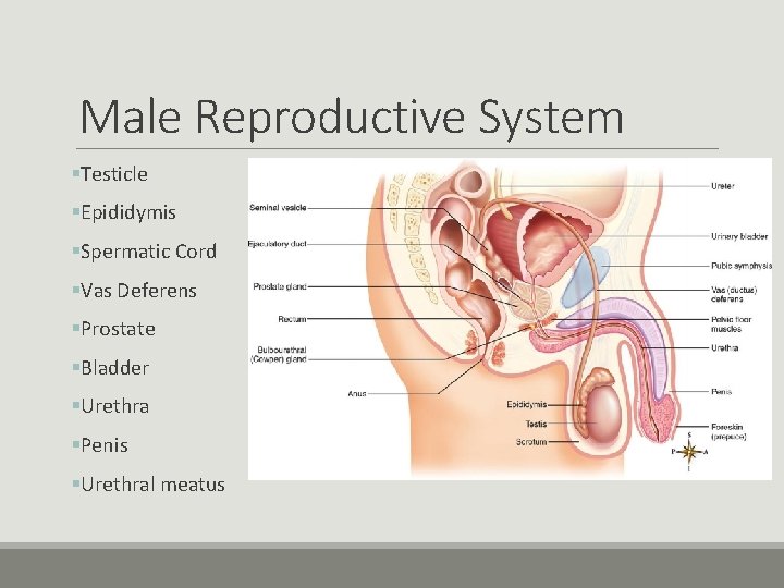 Male Reproductive System §Testicle §Epididymis §Spermatic Cord §Vas Deferens §Prostate §Bladder §Urethra §Penis §Urethral
