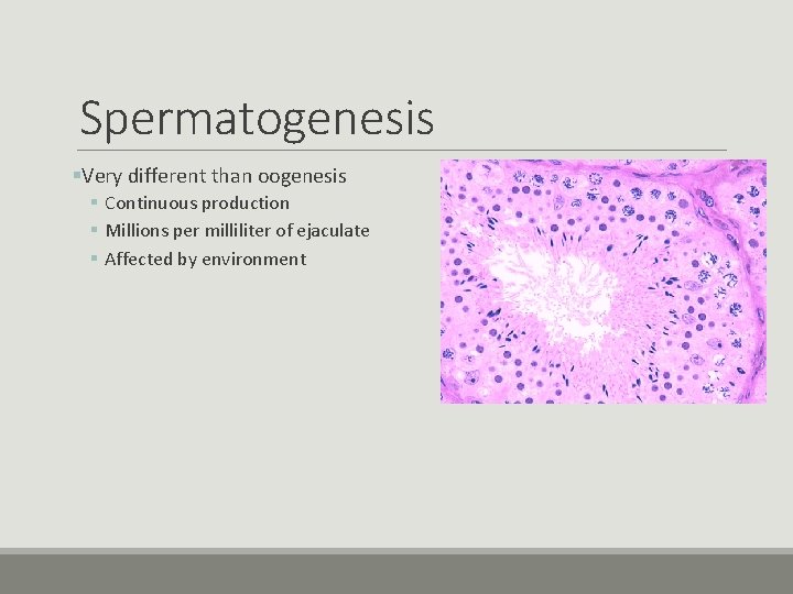 Spermatogenesis §Very different than oogenesis § Continuous production § Millions per milliliter of ejaculate Spermatogenesis §Very different than oogenesis § Continuous production § Millions per milliliter of ejaculate