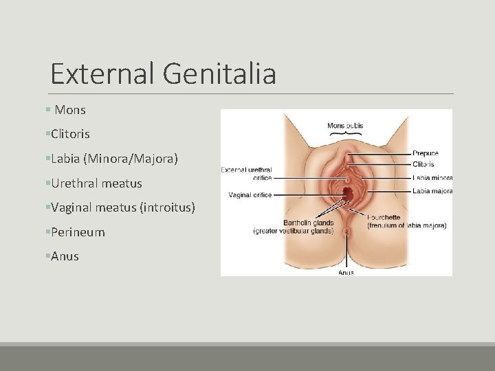 External Genitalia § Mons §Clitoris §Labia (Minora/Majora) §Urethral meatus §Vaginal meatus (introitus) §Perineum §Anus External Genitalia § Mons §Clitoris §Labia (Minora/Majora) §Urethral meatus §Vaginal meatus (introitus) §Perineum §Anus