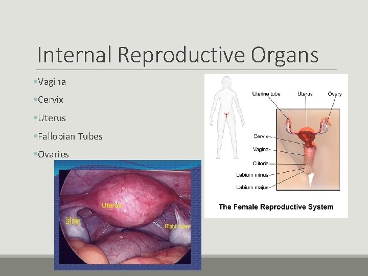 Internal Reproductive Organs §Vagina §Cervix §Uterus §Fallopian Tubes §Ovaries Internal Reproductive Organs §Vagina §Cervix §Uterus §Fallopian Tubes §Ovaries