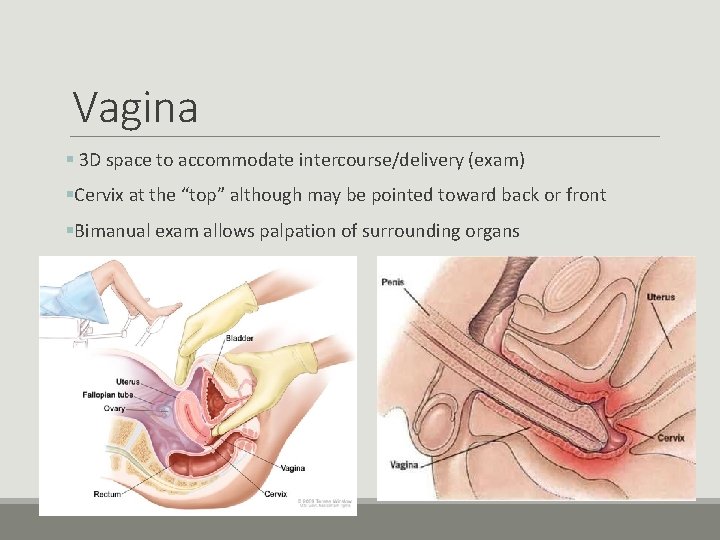Vagina § 3 D space to accommodate intercourse/delivery (exam) §Cervix at the “top” although Vagina § 3 D space to accommodate intercourse/delivery (exam) §Cervix at the “top” although