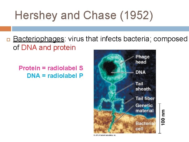 Hershey and Chase (1952) Bacteriophages: virus that infects bacteria; composed of DNA and protein