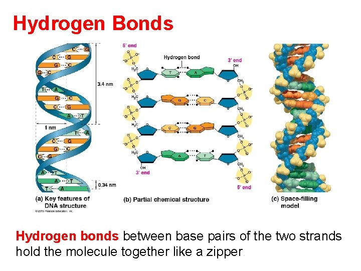 Hydrogen Bonds Hydrogen bonds between base pairs of the two strands hold the molecule