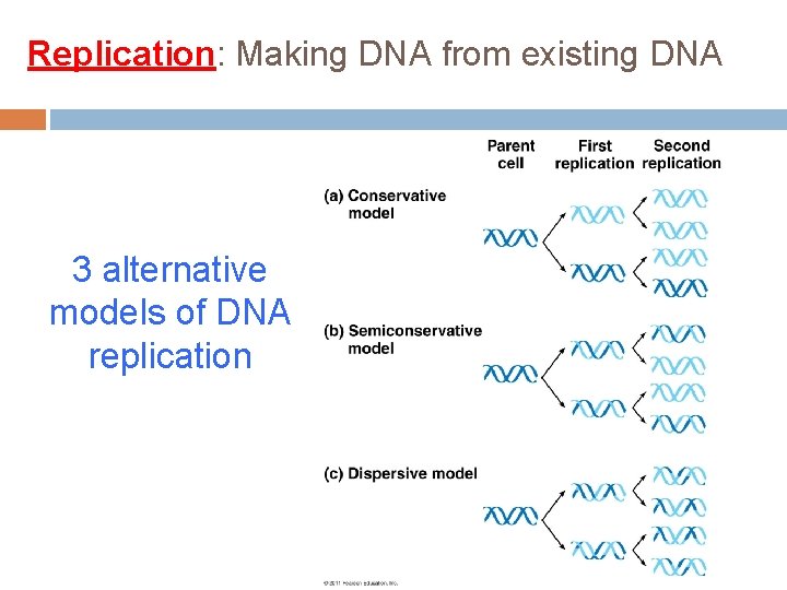 Replication: Making DNA from existing DNA 3 alternative models of DNA replication 