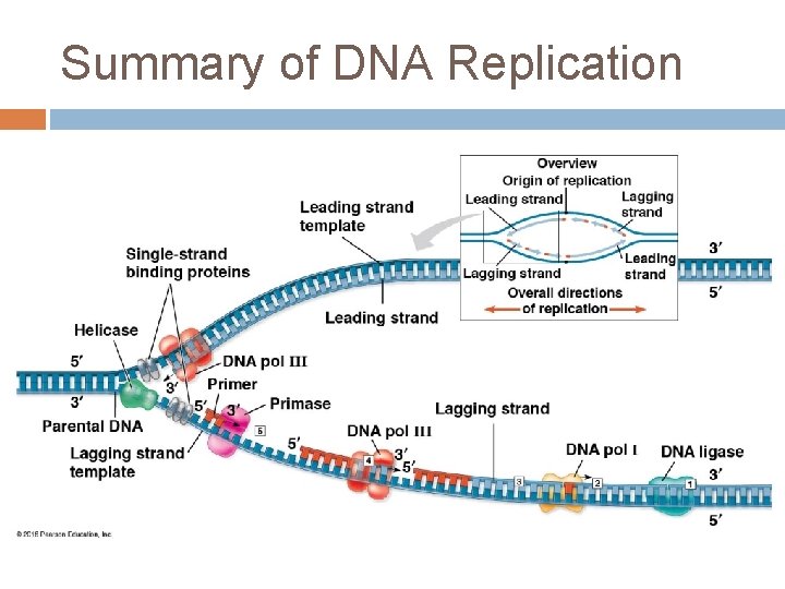 Summary of DNA Replication 