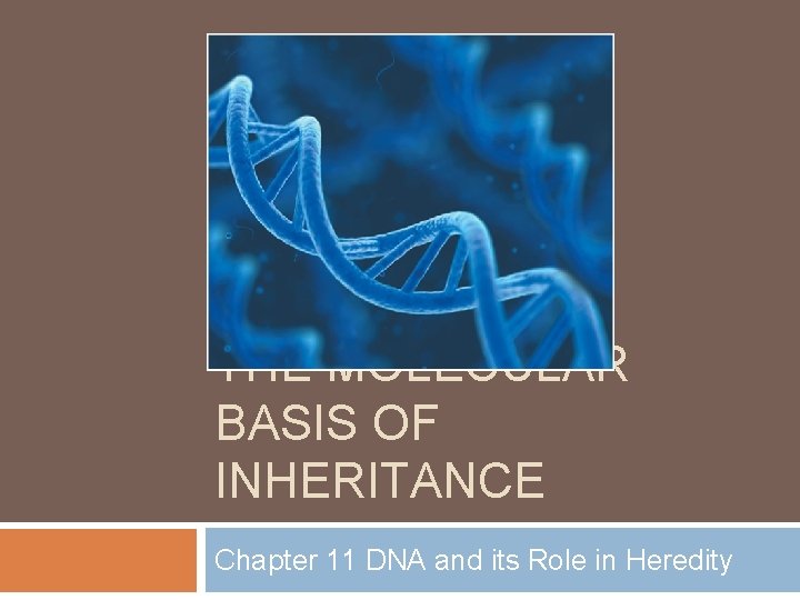 THE MOLECULAR BASIS OF INHERITANCE Chapter 11 DNA and its Role in Heredity 