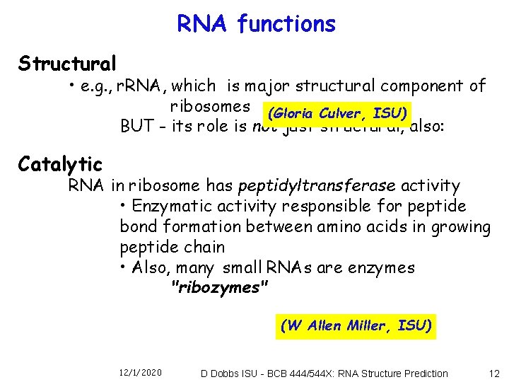 RNA functions Structural • e. g. , r. RNA, which is major structural component