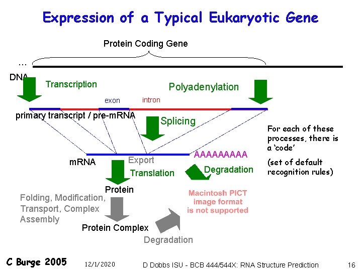 Expression of a Typical Eukaryotic Gene Protein Coding Gene … DNA Transcription Polyadenylation intron