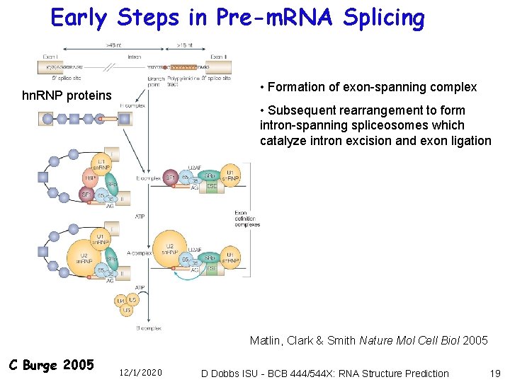 Early Steps in Pre-m. RNA Splicing • Formation of exon-spanning complex hn. RNP proteins