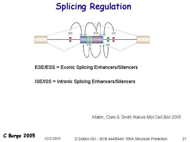Splicing Regulation ESE/ESS = Exonic Splicing Enhancers/Silencers ISE/ISS = Intronic Splicing Enhancers/Silencers Matlin, Clark