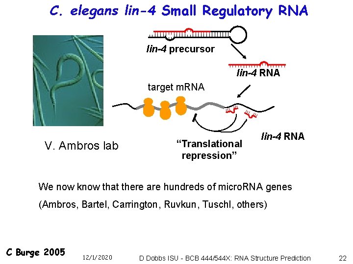 C. elegans lin-4 Small Regulatory RNA lin-4 precursor lin-4 RNA target m. RNA V.