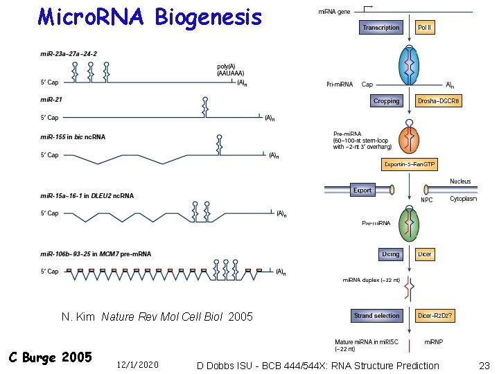 Micro. RNA Biogenesis N. Kim Nature Rev Mol Cell Biol 2005 C Burge 2005