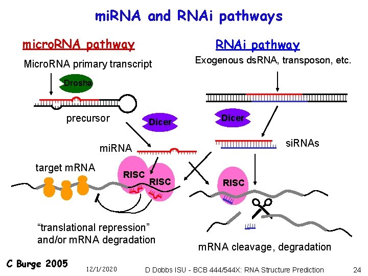 mi. RNA and RNAi pathways micro. RNA pathway RNAi pathway Micro. RNA primary transcript