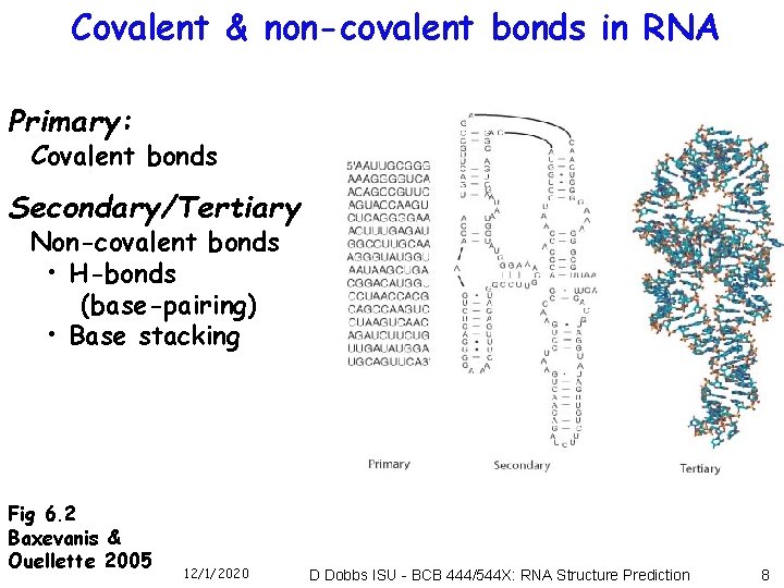 Covalent & non-covalent bonds in RNA Primary: Covalent bonds Secondary/Tertiary Non-covalent bonds • H-bonds