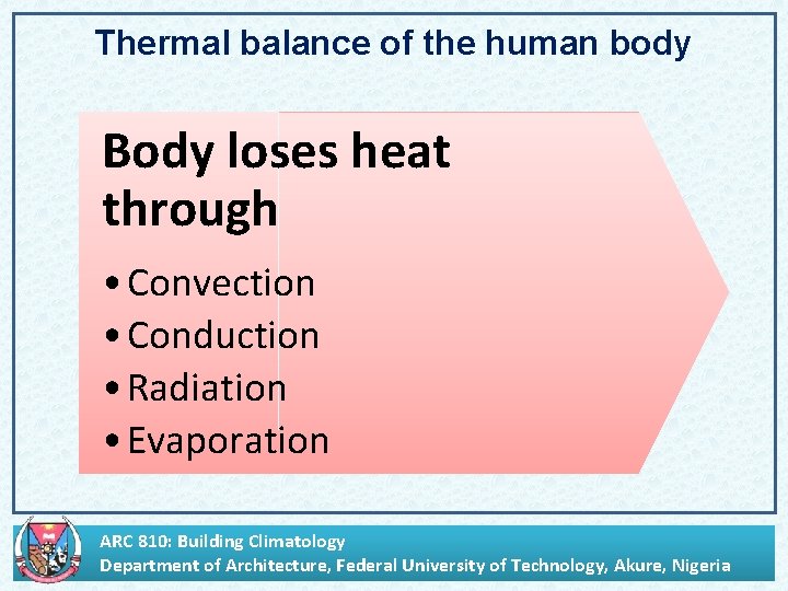 Thermal balance of the human body Body loses heat through • Convection • Conduction