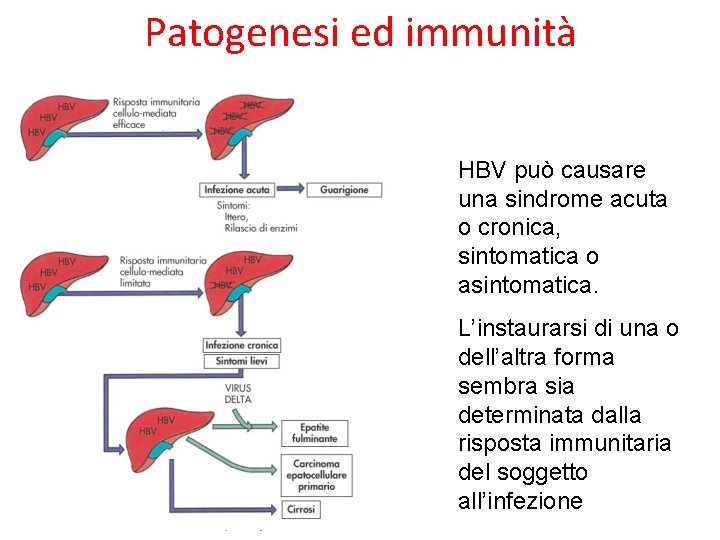 Patogenesi ed immunità HBV può causare una sindrome acuta o cronica, sintomatica o asintomatica.