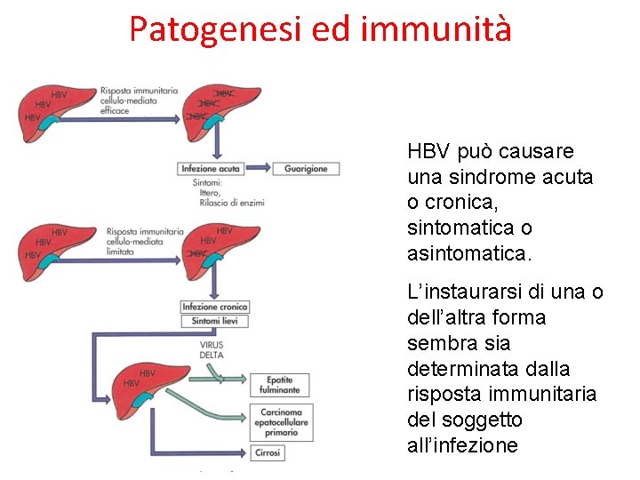Patogenesi ed immunità HBV può causare una sindrome acuta o cronica, sintomatica o asintomatica. Patogenesi ed immunità HBV può causare una sindrome acuta o cronica, sintomatica o asintomatica.