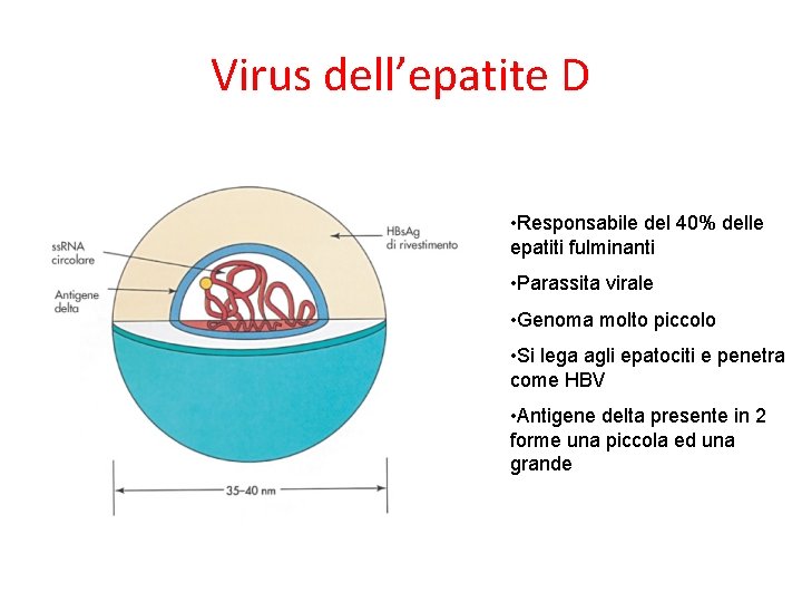 Virus dell’epatite D • Responsabile del 40% delle epatiti fulminanti • Parassita virale • Virus dell’epatite D • Responsabile del 40% delle epatiti fulminanti • Parassita virale •