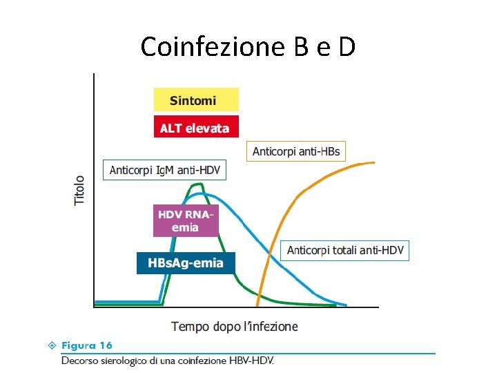 Coinfezione B e D 