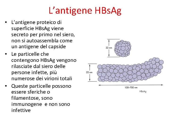 L’antigene HBs. Ag • L’antigene proteico di superficie HBs. Ag viene secreto per primo