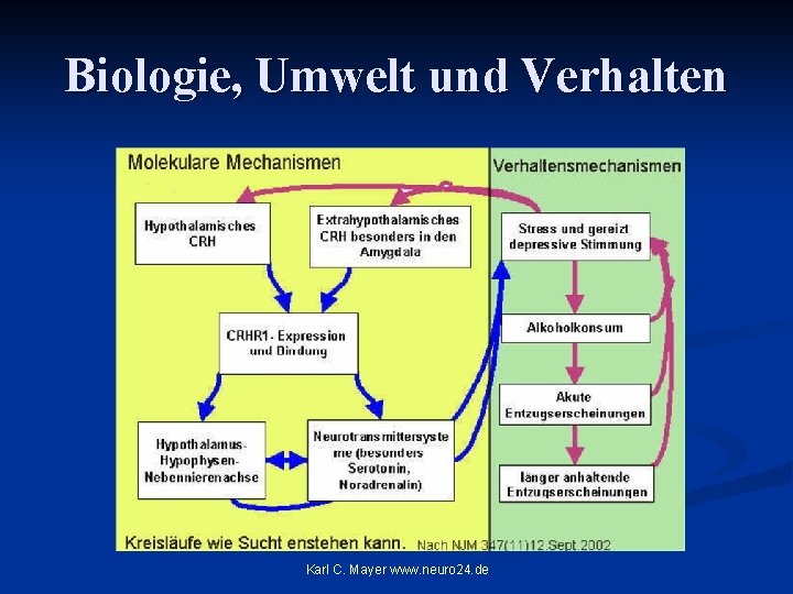 Biologie, Umwelt und Verhalten Karl C. Mayer www. neuro 24. de 