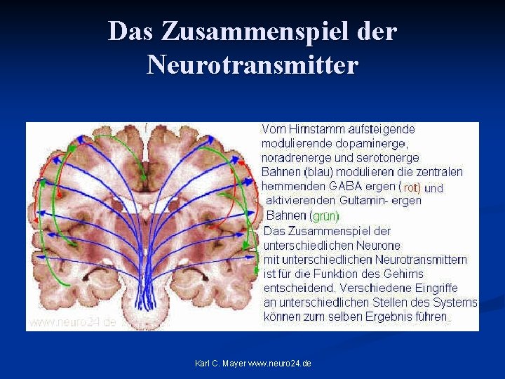 Das Zusammenspiel der Neurotransmitter Karl C. Mayer www. neuro 24. de 