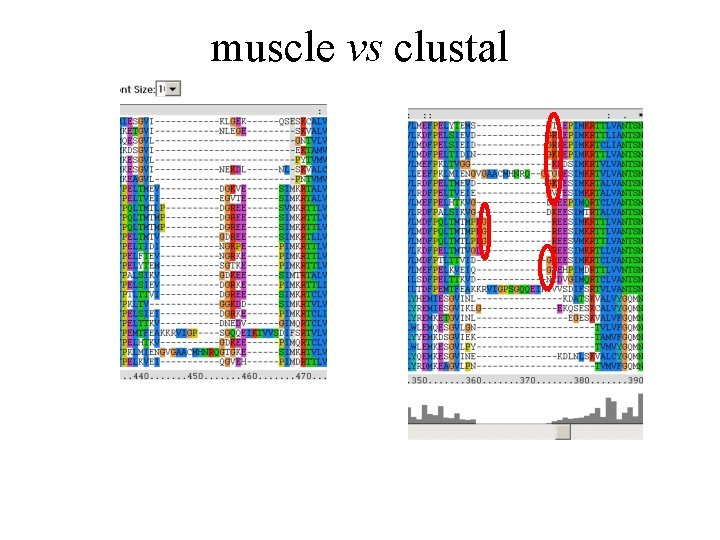 muscle vs clustal 