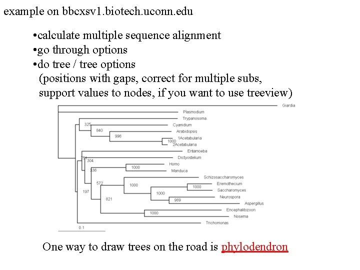 example on bbcxsv 1. biotech. uconn. edu • calculate multiple sequence alignment • go