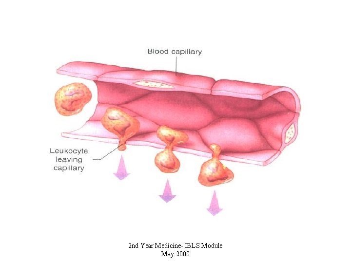 2 nd Year Medicine- IBLS Module May 2008 