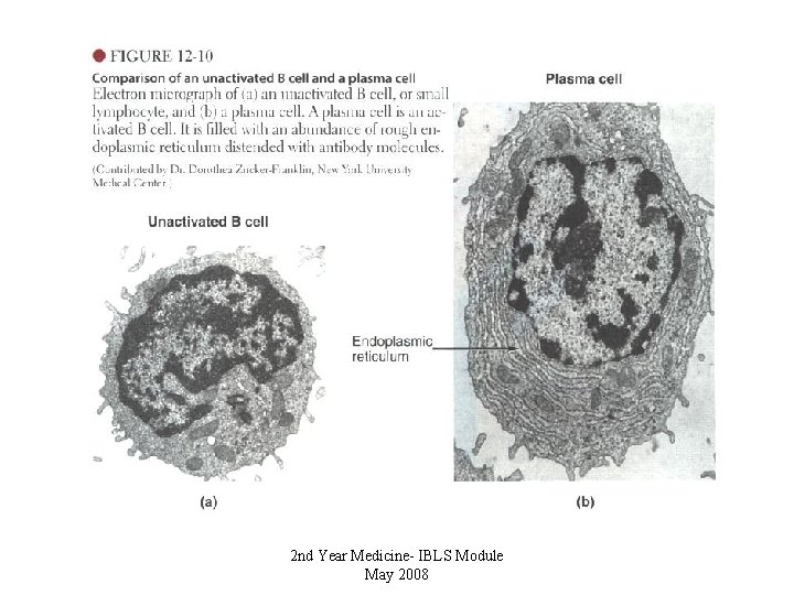 2 nd Year Medicine- IBLS Module May 2008 