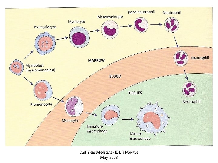 2 nd Year Medicine- IBLS Module May 2008 