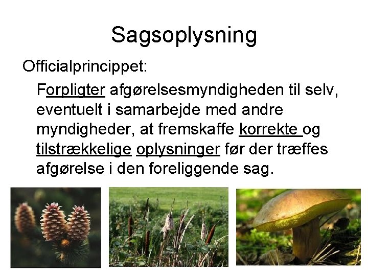 Sagsoplysning Officialprincippet: Forpligter afgørelsesmyndigheden til selv, eventuelt i samarbejde med andre myndigheder, at fremskaffe