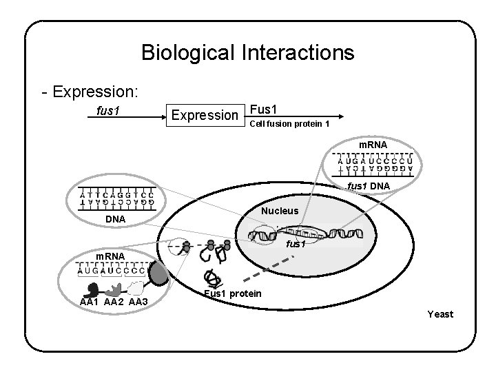 Biological Interactions - Expression: fus 1 Expression Fus 1 Cell fusion protein 1 m.