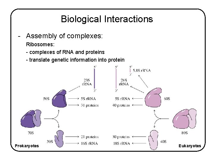 Biological Interactions - Assembly of complexes: Ribosomes: - complexes of RNA and proteins -